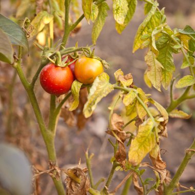 Ripe tomatoes on the bush in autumn, shallow depth of field clipart