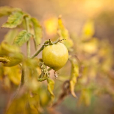 Alan bush, sığ derinliği üzerinde yeşil domates