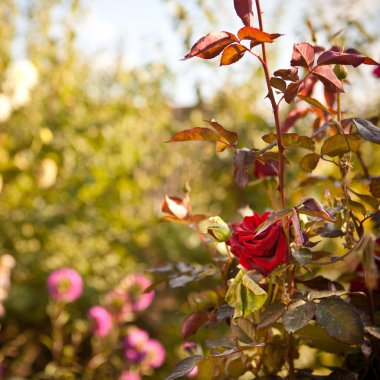 Burgundy alan bush, sığ derinliği gül