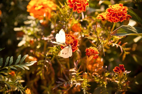 Bush de roses dans un lit — Photo