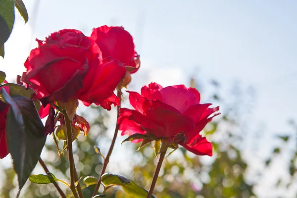 Bush of roses in a bed — Stock Photo, Image