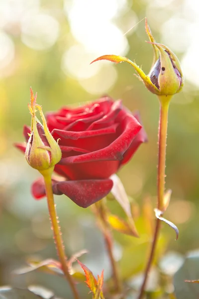 Bush of roses in a bed — Stock Photo, Image