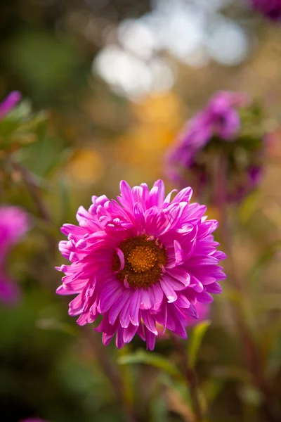 Aster florescendo no canteiro de flores — Fotografia de Stock