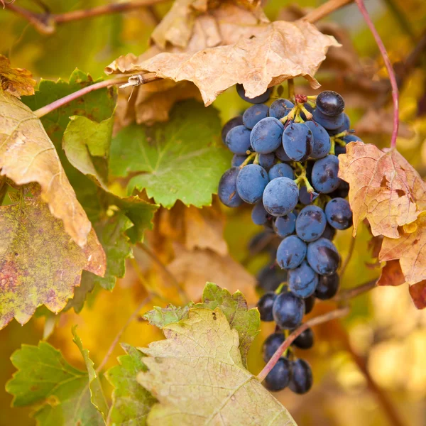 Grappolo di uva blu su vite, bassa profondità di campo — Foto Stock