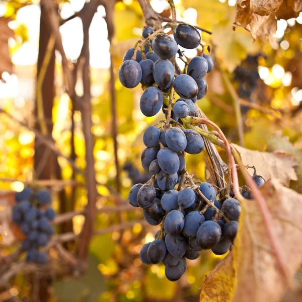 Ramo de uvas azules en la vid, poca profundidad del campo — Foto de Stock