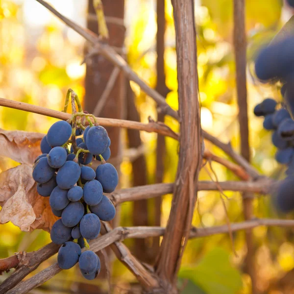 Куча синего винограда на виноградной лозе, мелкая глубина резкости — стоковое фото