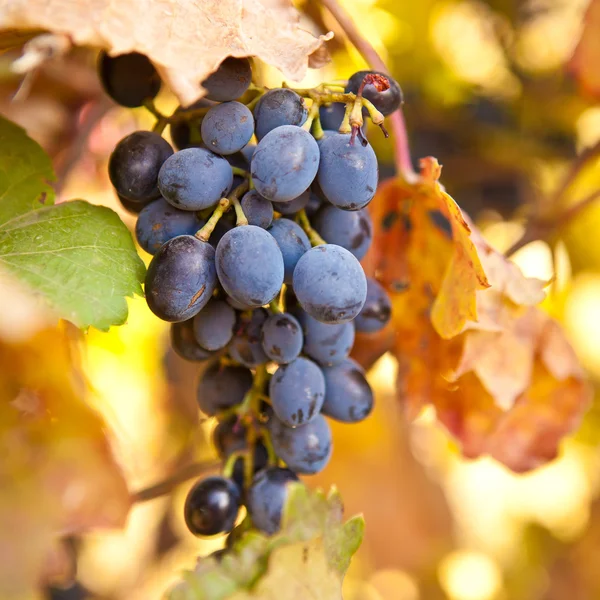 Bunch of blue grapes on vine, shallow depth of field — Stock Photo, Image