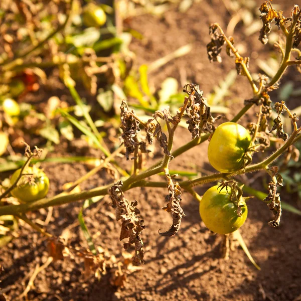 布什、 浅景深的绿色番茄 — 图库照片