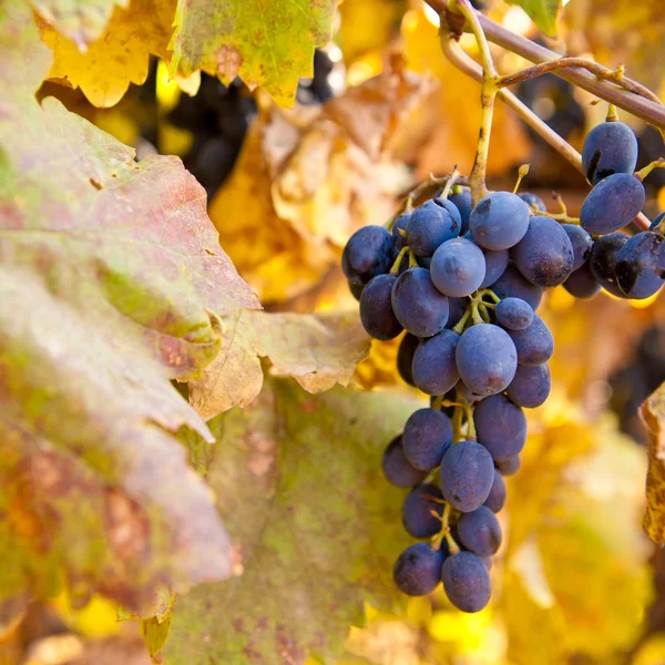 Ramo de uvas azules en la vid, poca profundidad del campo — Foto de Stock