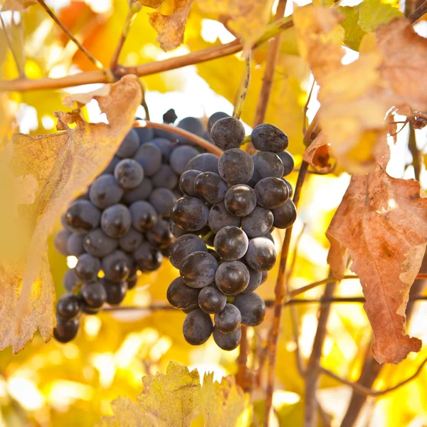 Bunch of blue grapes on vine, shallow depth of field — Stock Photo, Image