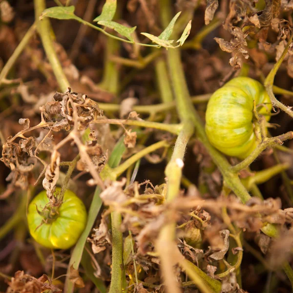 Gröna tomater på bush, grunt skärpedjup — Stockfoto