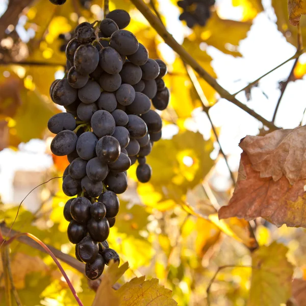 Bunch of blue grapes on vine, shallow depth of field — Stock Photo, Image