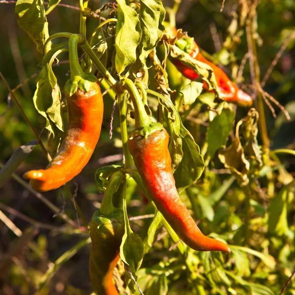 Peperoni rossi piccanti — Foto Stock