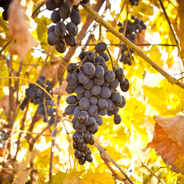Ramo de uvas azules en la vid, poca profundidad del campo —  Fotos de Stock