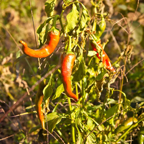 Peperoni rossi piccanti — Foto Stock