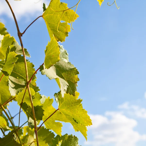 Виноград на голубом фоне неба — стоковое фото