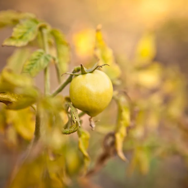 Tomates verdes en el arbusto, poca profundidad de campo — Foto de Stock