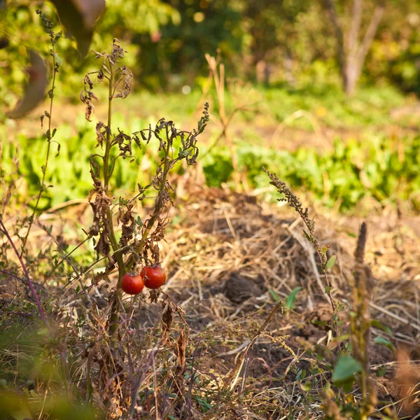 Pomodori maturi sul cespuglio in autunno, profondità di campo poco profonda — Foto Stock