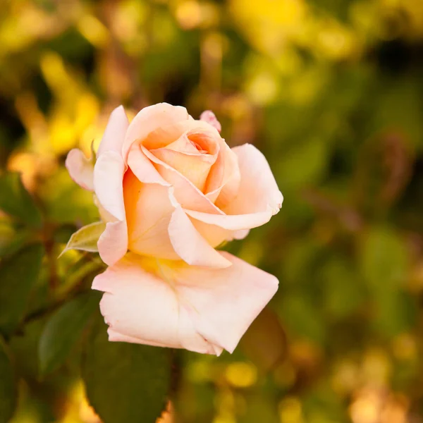 Bud of tea-rose on the bush, shallow depth of field — Stock Photo, Image