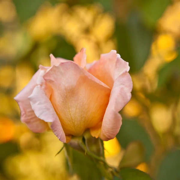 Bud of tea-rose on the bush, shallow depth of field — Stock Photo, Image