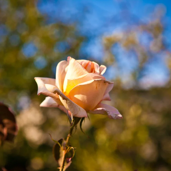 Bud of tea-rose on the bush, shallow depth of field — Stock Photo, Image