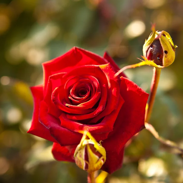 Burgundy rose on the bush, shallow depth of field — Stock Photo, Image