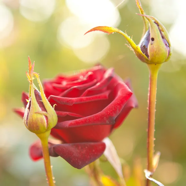 Burgundy rose on the bush, shallow depth of field — Stock Photo, Image