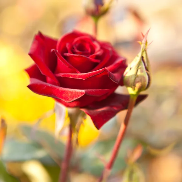 Burgundy rose on the bush, shallow depth of field — Stock Photo, Image