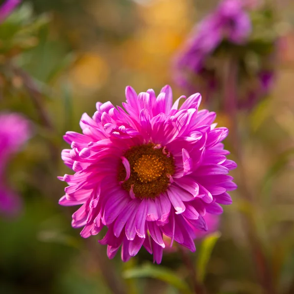 Fialové aster kvetoucí v květinového záhonu — Stock fotografie