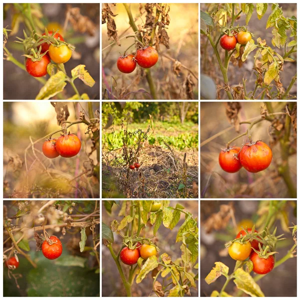 Tomatoes on a bush close-up collage — Stock Photo, Image
