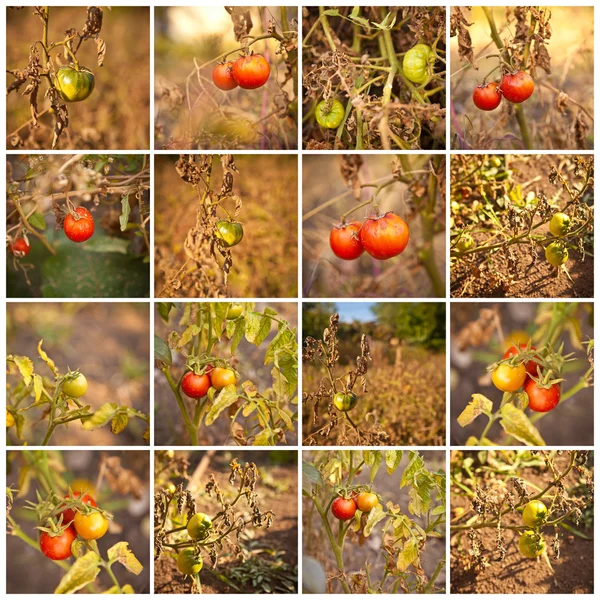Tomaten auf einer Busch-Nahaufnahme-Collage — Stockfoto