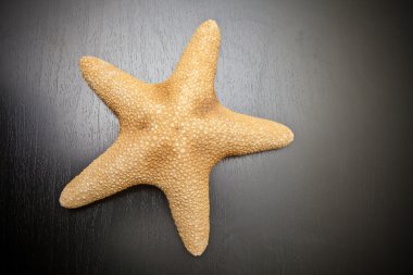 Siyah arka planda deniz yıldızı