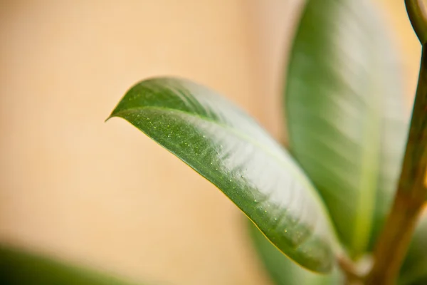 Ficus levelek közelről — Stock Fotó