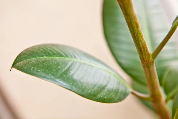 Ficus bladeren close-up — Stockfoto