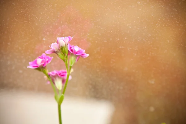 Kalanchoe kwiaty na tle brudne szkła — Zdjęcie stockowe