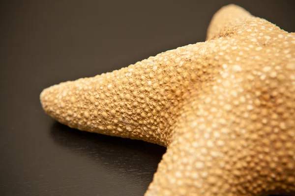 Part of starfish on a black background — Stock Photo, Image