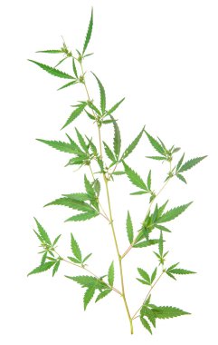 Beyaz arka plan üzerinde izole bush esrar