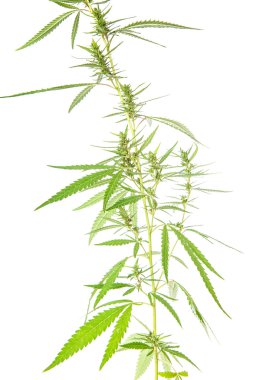 Beyaz arka plan üzerinde izole bush esrar