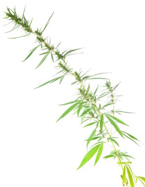 Beyaz arka plan üzerinde izole bush esrar