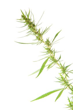 Beyaz arka plan üzerinde izole bush esrar