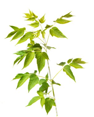 Beyaz bir arka plan üzerinde izole akçaağaç Şubesi