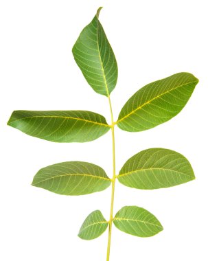 ceviz yaprakları beyaz arkaplanda izole