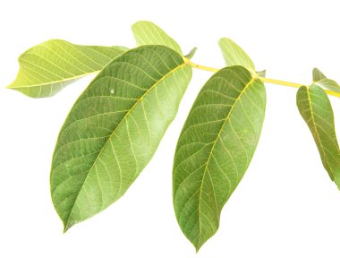 ceviz yaprakları beyaz arkaplanda izole