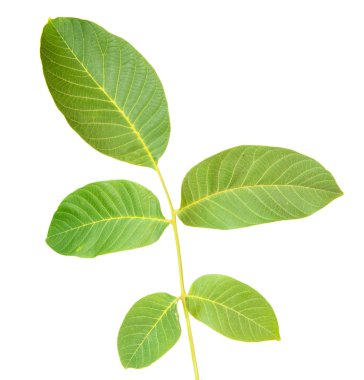 ceviz yaprakları beyaz arkaplanda izole