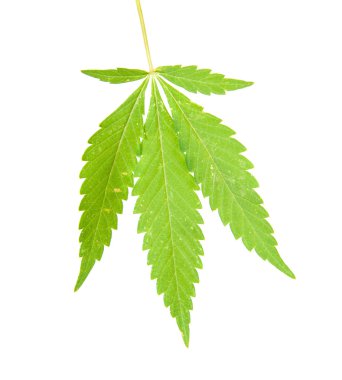 Kenevir yaprakları beyaz arkaplanda izole