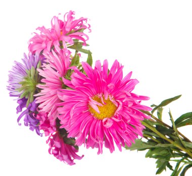 Beyaz arka plan üzerinde izole Aster buket