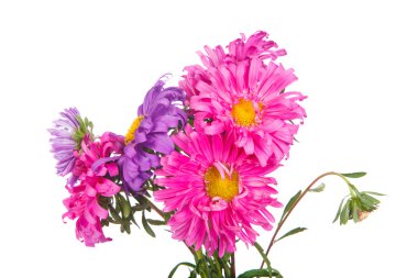 Beyaz arka plan üzerinde izole Aster buket