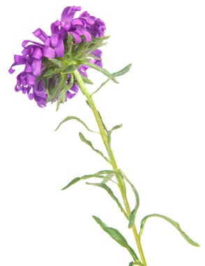 Aster izole üzerinde beyaz zemin çiçek