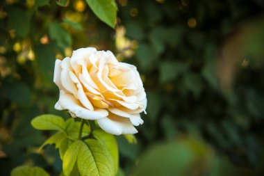 çiçek çay rose flowerbed ile