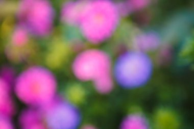 bokeh ile çiçek arka plan bulanık